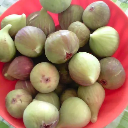 Fraula Salento Couette-café *